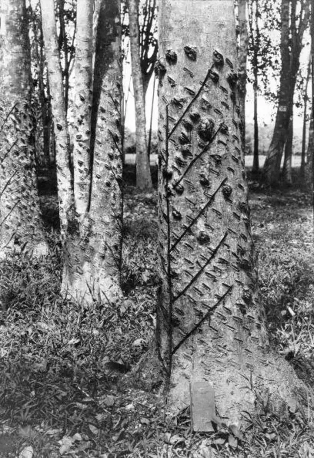 பிரிட்டிஷ் ஆட்சிக் காலத்தில் அன்றைய சிலோனில் ஒரு ரப்பர் மரம்