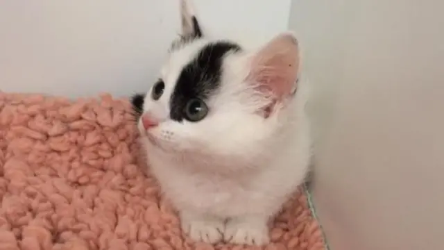 Ako se ne pojavi vlasnik, dobiće novi dom