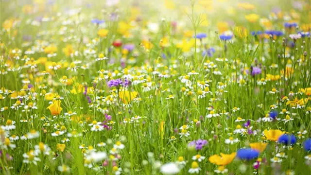 Un jardín de flores