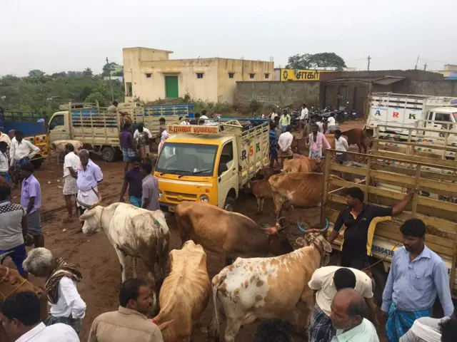 மாடு விற்பனை தொடர்பான கட்டுப்பாடுகள் மாடு வைத்திருப்பவர்களின் வாழ்வில் தாக்கத்தை ஏற்படுத்தும்
