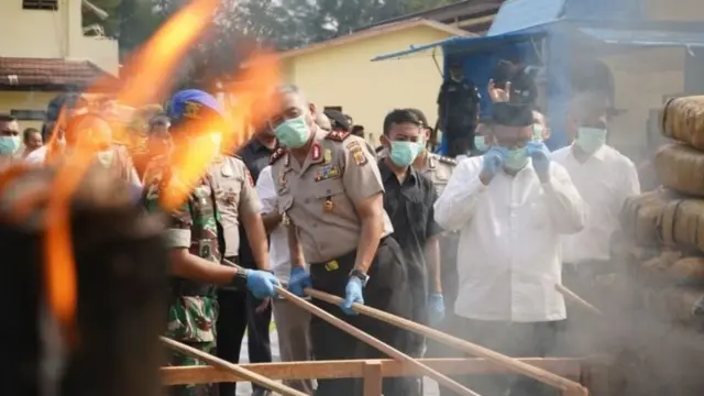 Pihak berwenang Aceh memusnahkan ganja sitaan.