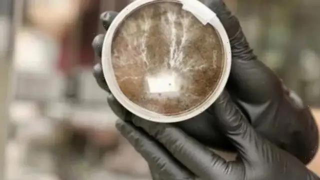 ตัวอย่างของไมซีเลียม (mycelium) หรือกลุ่มเส้นใยของเห็ดรา