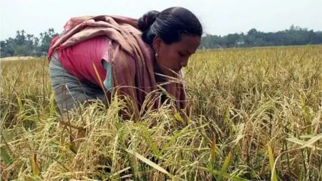 ধান চাষের ওপর জরিপ করে ধান গবেষণা ইন্সটিটিউট বলছে আগামী জুনে ৩০ লাখ টন চাল উদ্বৃত্ত থাকবে