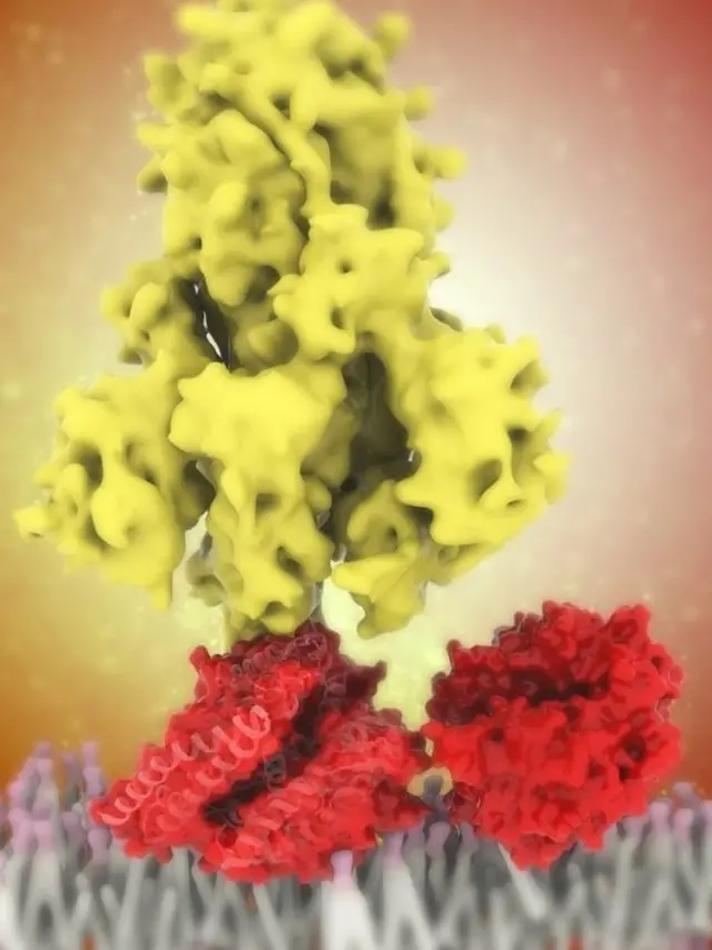 پروتئین خاری (زرد) ویروس کرونا که به گیرندههای (قرمز) یک سلول چسبیده است