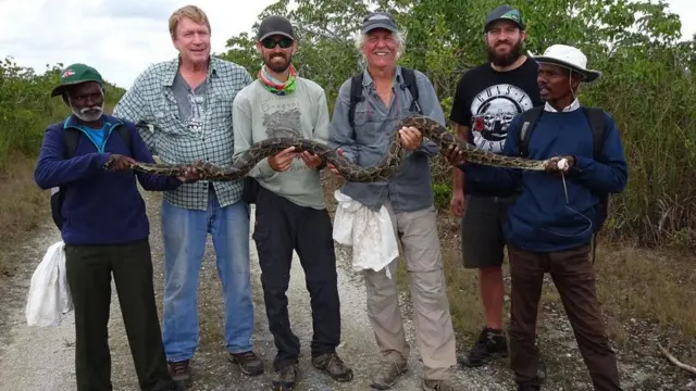 اصطياد ثعبان ضخم في متنزه "إيفرغليدز" الوطني.