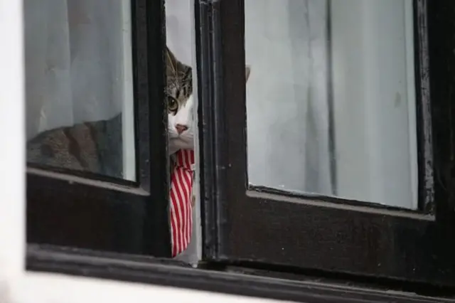 Де кіт Ассанжа