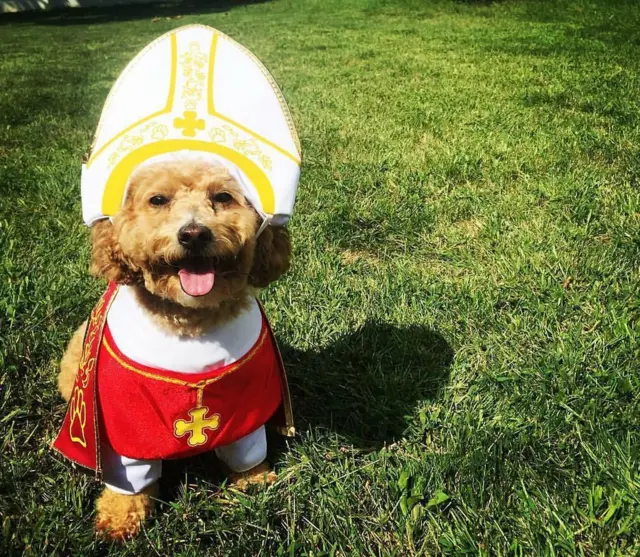 A small dog sitting on the grass in red vestment and white mitre