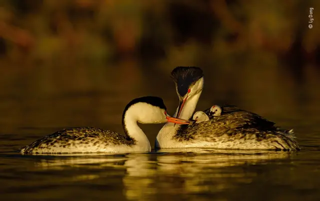 Mergulhões adultos e filhotes no lago