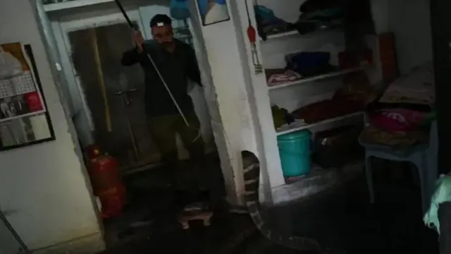 किंग कोब्रा