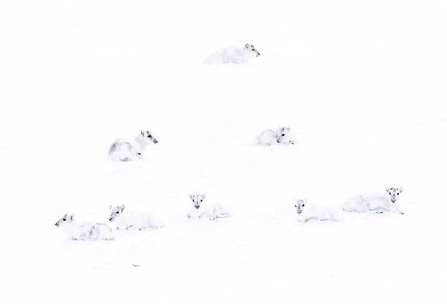 프란시스 데 안드레스는 북극 흰 사슴 무리의 모습을 카메라에 담았다