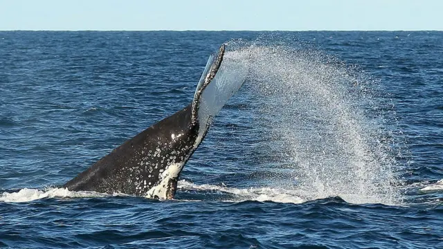 Ballena