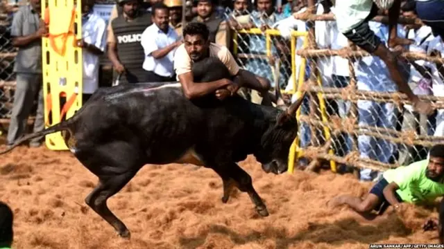 जल्लीकट्टूतला एक क्षण