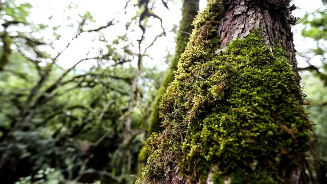 По словам экспертов, без вирусов наша планета утратила бы значительную часть биологического разнообразия