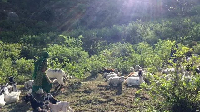 कठुआ, गैंगरेप, हत्या, बच्ची,