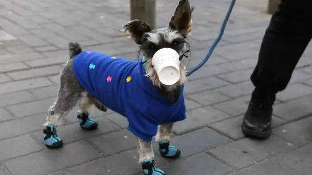 Cão usa máscara improvisada feita com copobaixar app pixbetpapel perfurado