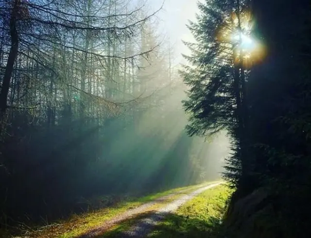 Лес Хамстерли в графстве Дарем