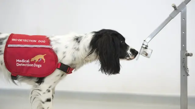 Medical Detection Dog