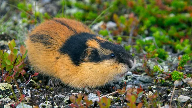खरंच या खारूताई डोंगरावरून उडी मारून सामूहिक आत्महत्या करतात, काय आहे सत्य?