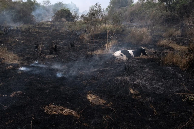 Vaca presa pelo fogo espera por resgatecarlsen pokerbrigadistas e veterinários