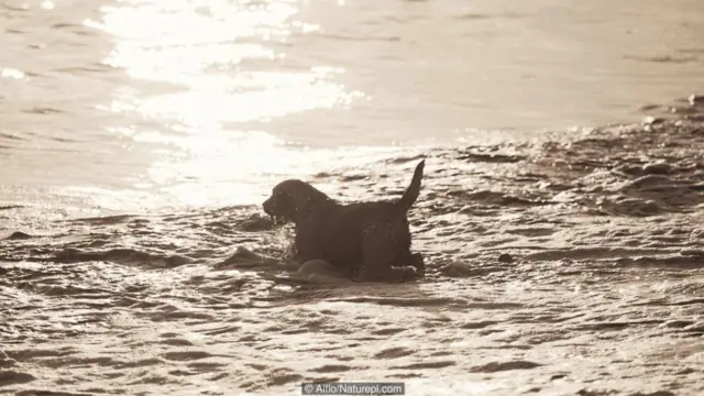 dog