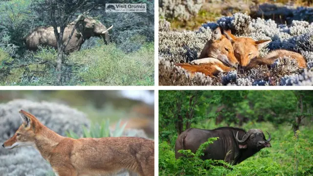 Anna Samoxinaning erotik fotosuratlari