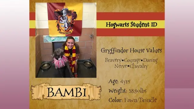 पेट अलायन्स, ओरलँडो