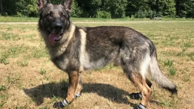 Собака в обуви