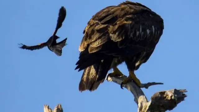 فقط انسان‌ها قربانی این حمله‌ها نیستند- سیاه‌مرغ‌ها، نوعی پرنده‌ آوازخوان از حمله به باز و عقاب هم هراسی ندارد