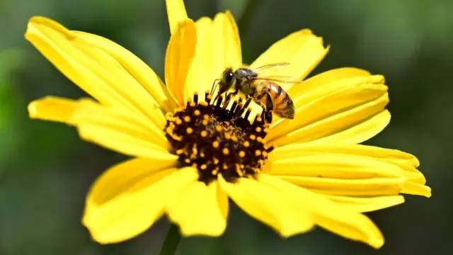 ንብ አበባ ስትቀስም