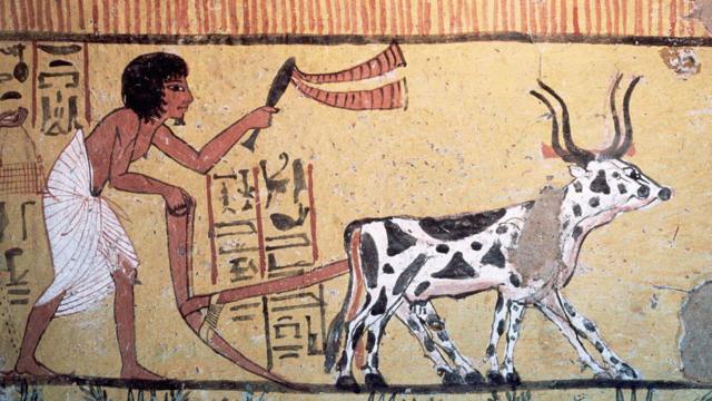 Pintura egípcia mostra homem e vaca em atividade agrícola