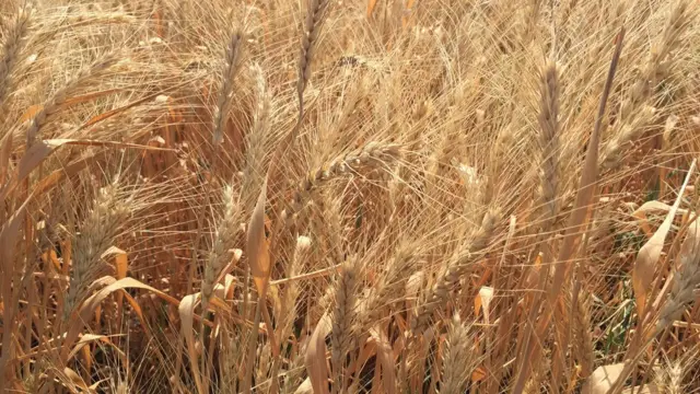 સંશોધન પ્રમાણે GW 513માં પ્રોટીનની માત્રા 10.7 ટકા છે અને દાણાનો આકાર પણ ઉચ્ચ પ્રકારના ઘઉં જેવો છે