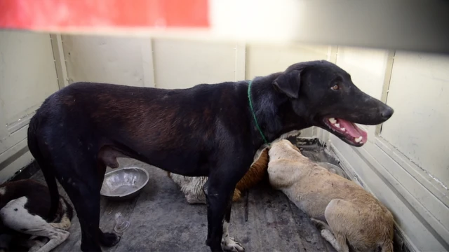 इलाके के कुत्ते