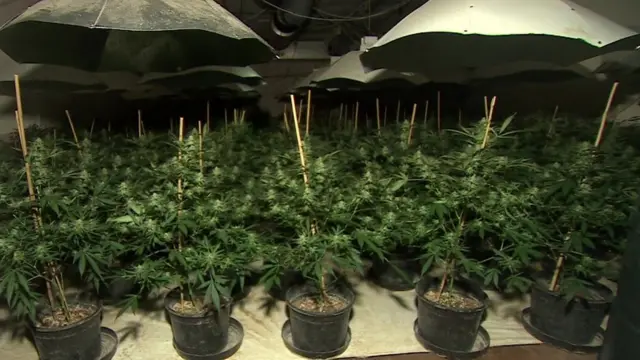 Plantação de maconha no interior de um antigo bunker nuclear no Reino Unido