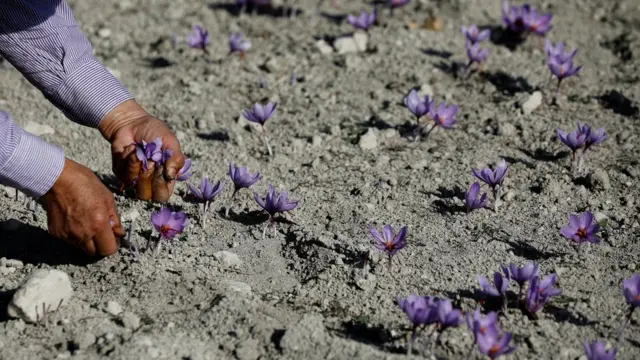 یونانی زعفران