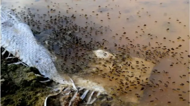 ঢাকায় এডিস মশাবাহিত ডেঙ্গুজ্বরের প্রকোপ বেশি।