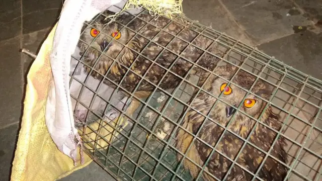 लाटोकोसेरो