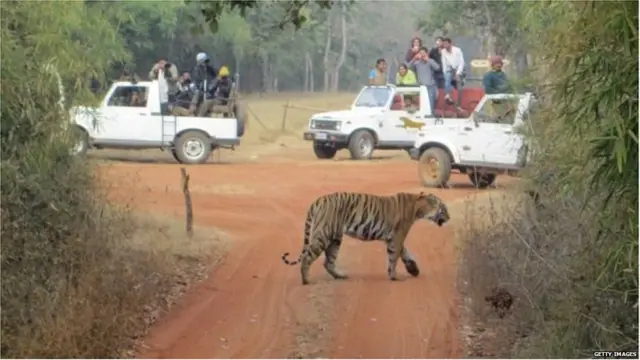 बाघ, कान्हा राष्ट्रीय पार्क, मध्य प्रदेश