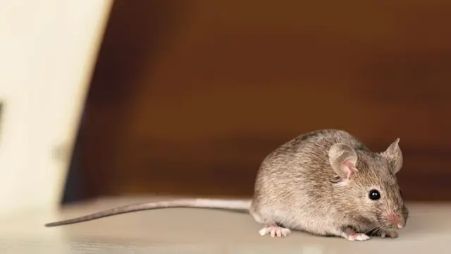 Ratón