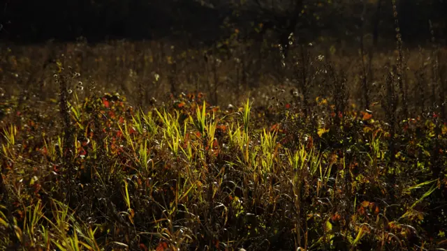 "Оттенки осени"