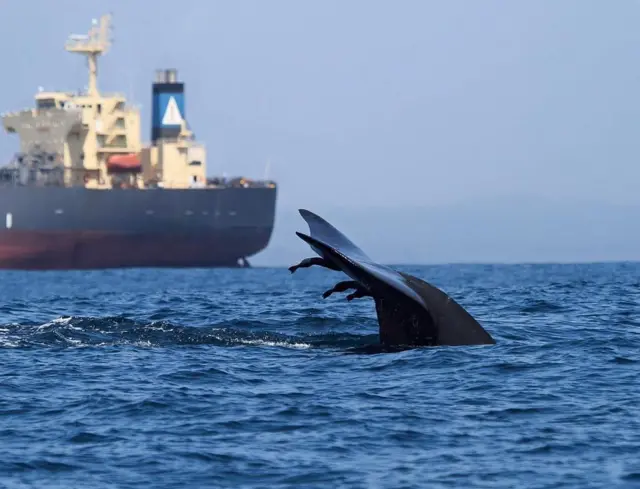 Asha De Vos/Facebook