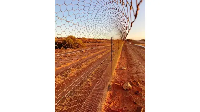 إدخال الحيوانات المفترسة تدريجيا إلى المراعي حيث تعيش الفرائس، قد يتيح للفريسة الوقت للتكيف أو حتى التطور