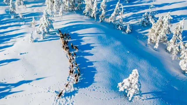 ధ్రువపు జింకలు