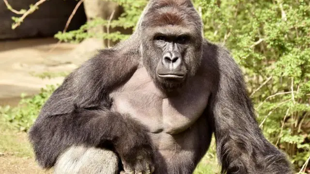 Harambe tinha 17 anos e pesava 180 quilos