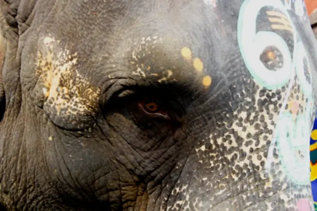 யானைகள் புத்துணர்வு முகாம்