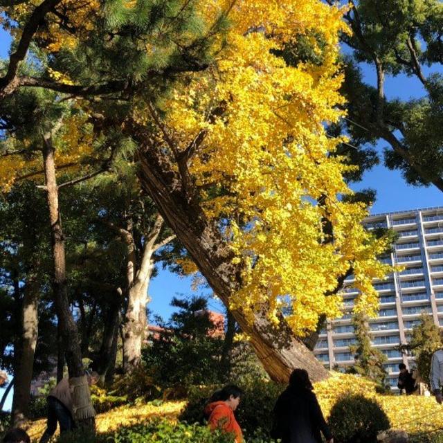 Gingko del jardín Shukkeien lleno de hojas amarillas en otoño