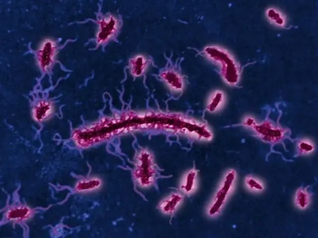 टाइफोइड गराउने जीवाणु