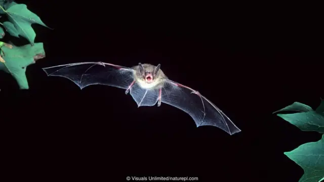 Kelelawar coklat kecil