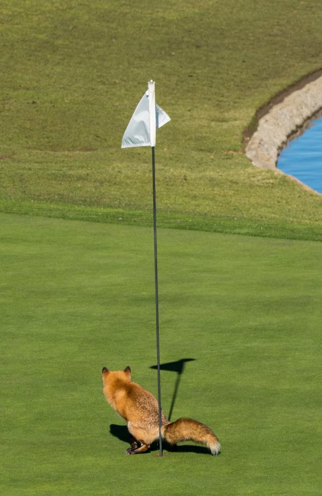 Fox on a golf course. Photo: Douglas Croft.
