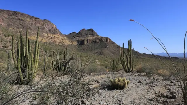 இந்த பிரதேசத்தில் வளரும் காக்டஸ் எனப்படும் காட்டு கற்றாழையிலிருந்து, ஆர்கன் பைப் காக்டஸ் தேசிய நினைவுச்சின்னம் என பெயர் பெற்றது.
