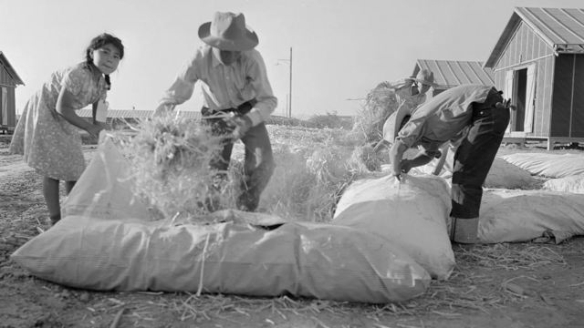 Black and white image of farmers stuffing old-style mattresses with hay